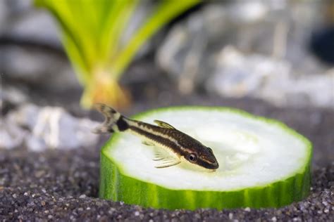 ottos fish|Care Guide for Otocinclus Catfish — Peaceful, Schooling Algae .